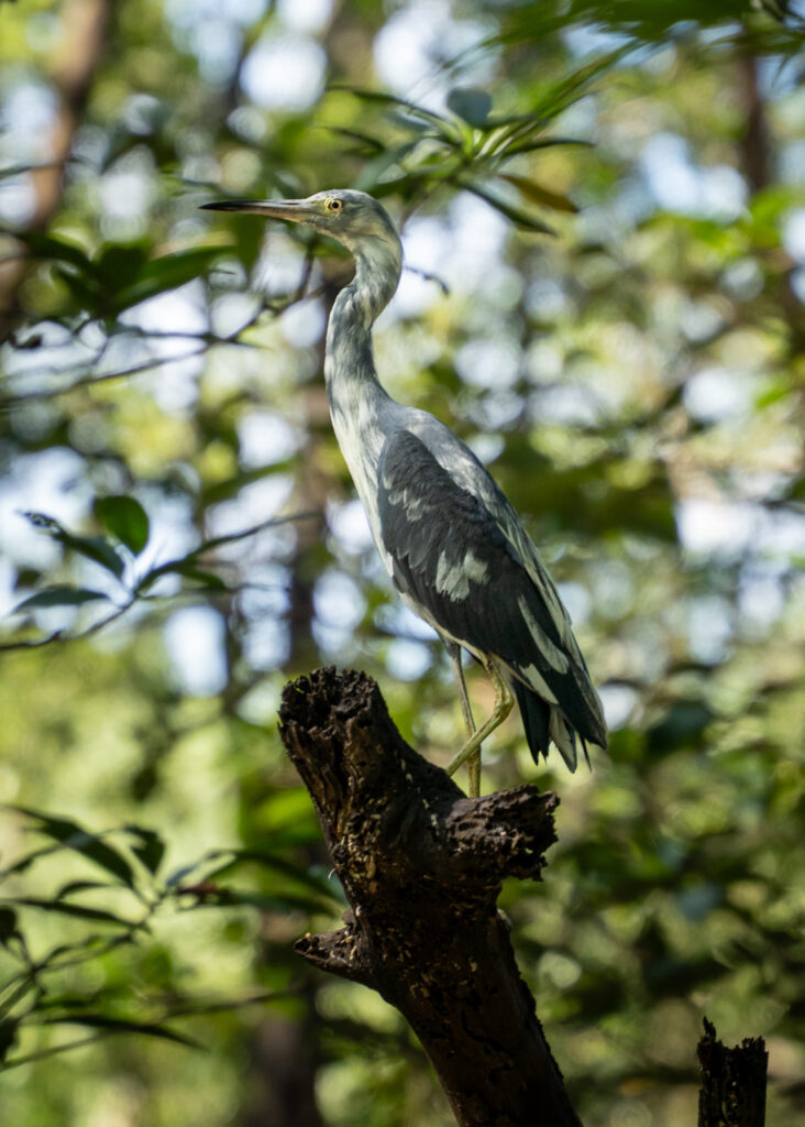 A blue heron perched on a tree stump in the mangroves.